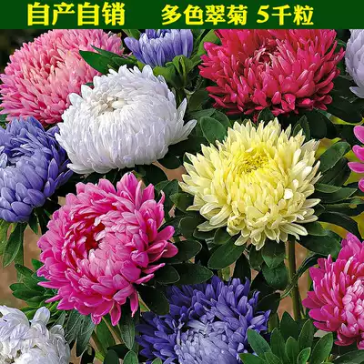 Four seasons sowing chrysanthemum seeds chrysanthemum ask the sky Outdoor indoor easy to live four seasons spring sowing wildflowers grass flower species Daquan easy to seed