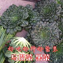 (Wulong seed) Zhongba chrysanthemum ornamental vegetable fruit vegetable seed vitamin vegetable black vegetable