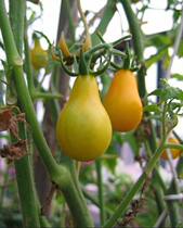 (Huangyang Pear tomato seeds) very sweet and easy to grow potted cherry tomatoes seeds vegetable seeds