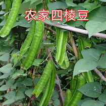 Hainan Wing bean seeds organic vegetable seeds nutritious perennial bean cowpea seeds E