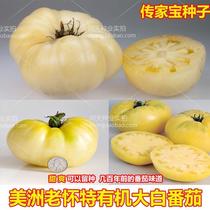 Heirloom Seeds American White Oversized White Tomato Seeds Old Tomato Variety Fruit Seeds