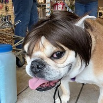 Pet wig dog funny headgear cat funny hat golden retriever teddy Bichon Pomeranian Corgi French Dou accessories