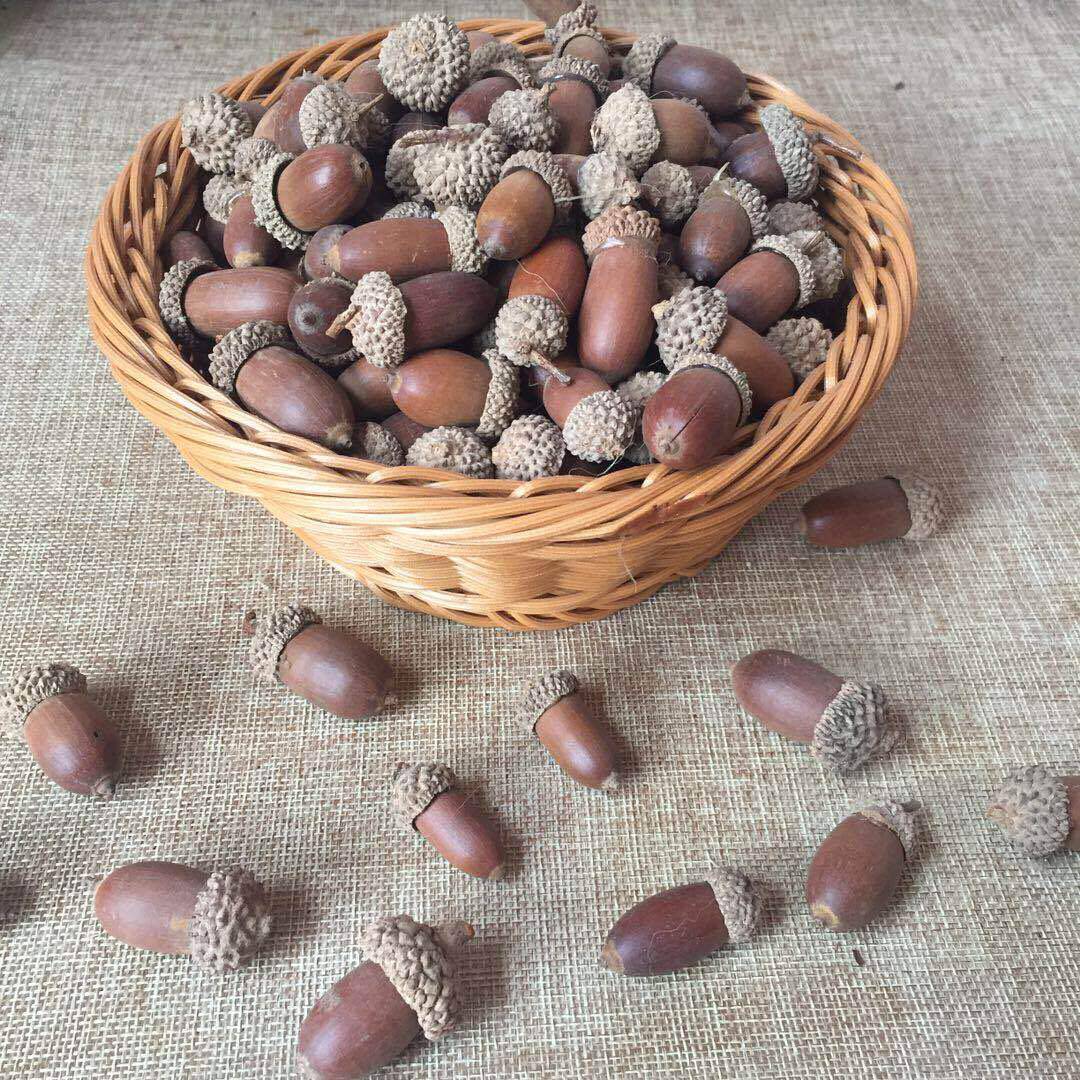 Regio natural element materials Sensory teaching aids Large acorn handmade DIY materials