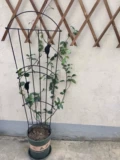 Два кусочка заморозившего железа, птичья земля, закупающая сетка, цветочная полка на полке сады, сады садоводство экрана, экрана искусства, железная линия лотоса рама лотоса