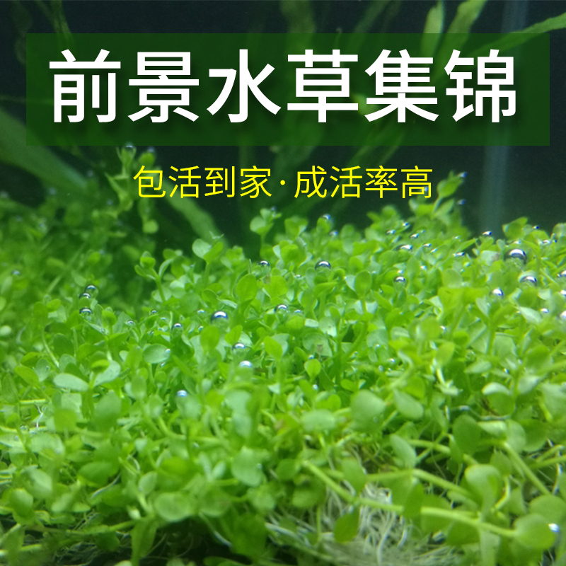 Lie on the ground dwarf pearl fish tank live water grass real grass landscaping underwater leaf grass aerobic plant climbing dwarf foreground water grass