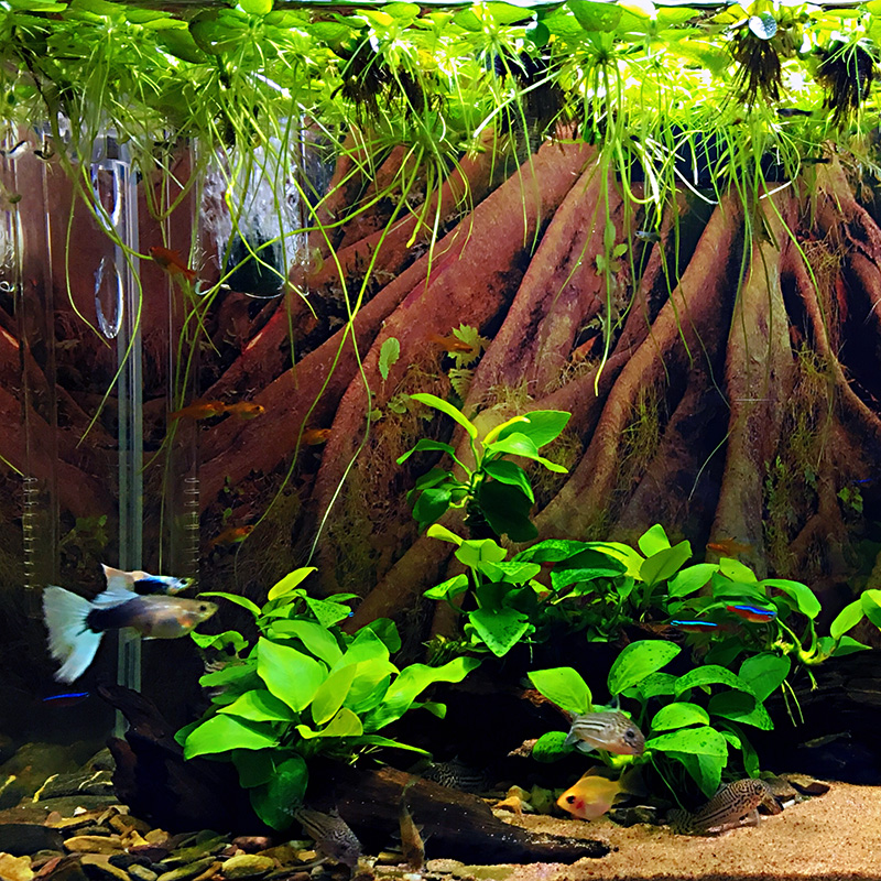 Water - water purified water quality of waterborne water - water purified water - water tank of lazy vegetable water