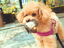 GiGwi expensive for cat toy puppy toy simulation sound bee hedgehog bird mouse rhythm capture