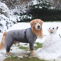 Golden Mao Seven Treasure Home Finland Hurtta Humvee Outdoor Puppy with a warm hood comfortable four-leggings for autumn and winter