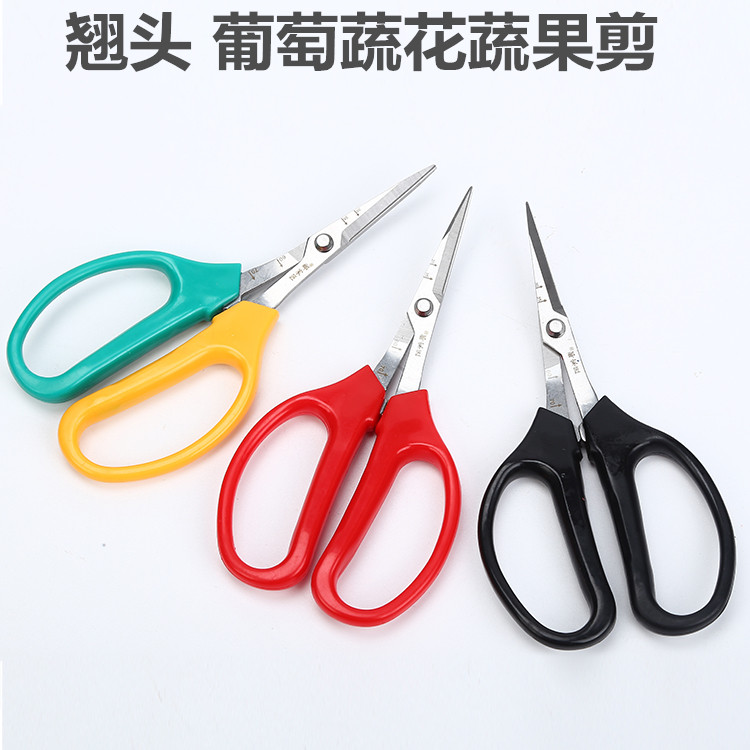 (5 to send 11 to 1) Taiwan Zokawa Tian Qiaotou Wang Wuquan 2108 Nong Gang Hand Grape Vegetable Garden flower cut