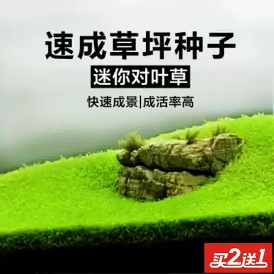 Aquatic grass seeds Living aquarium landscape large pair of leaves mini pair fish tank foreground grass quick lawn seeds