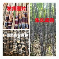 10 roots per 3 to 5 buds Guangxi black leather sugarcane seed fruit cane seed cultivation seed red leather purple leather seedlings