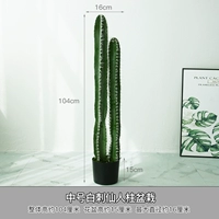 Средний белый колючий скальщик