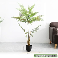 Чай Тегуаньинь, 120 см