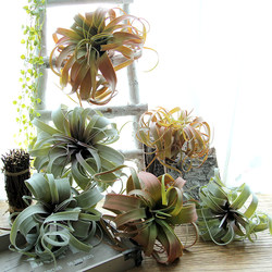 Artificial Flocked Air Plant, Large Desert Succulent Plant, Nordic Decorative Fabric for Landscaping