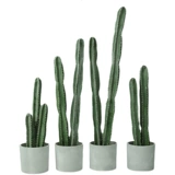 Сумма моделирования небаристого столба Столп Псевдо -Фак -Факский Тропический пустынный растения без шипов большие зеленые растения.