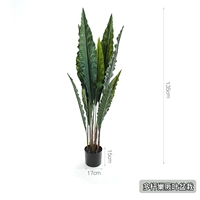 Многополюсное растение в горшке с высокими листьями цвета темного хаки