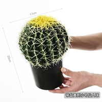 Кактус-труба с желтыми шипами в горшке