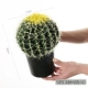 Кактус-труба с желтыми шипами в горшке