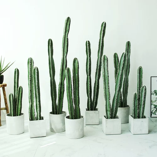 Сумма моделирования небаристого столба Столп Псевдо -Фак -Факский Тропический пустынный растения без шипов большие зеленые растения.