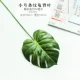 Маленькая полосатая черепаха спинка