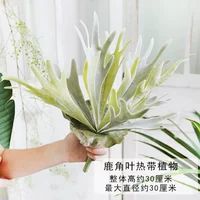 Horchoe Horn Leaf Tropical Plasts