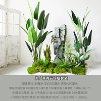 Красота банановый мох мох зеленый завод