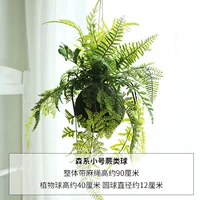 Мори маленький папоротник