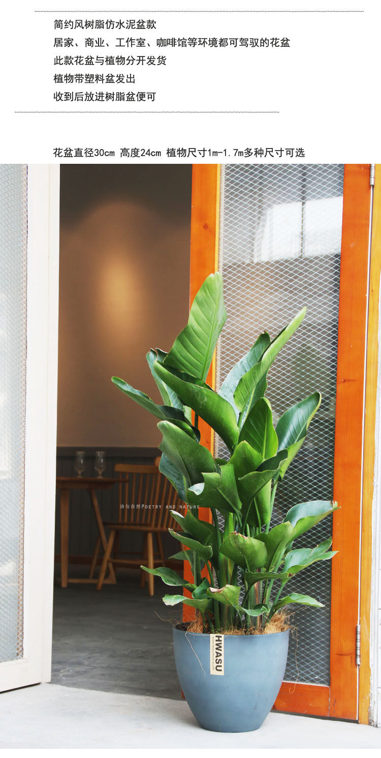 诗与自然天堂鸟鹤望兰室内大型绿植耐阴好养盆栽大植物 虎窝淘