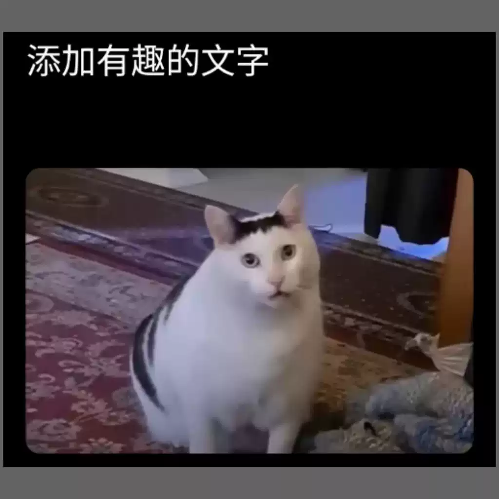迷惑的小猫猫咪疑惑困惑抬头看动物梗图模板meme 自助下载