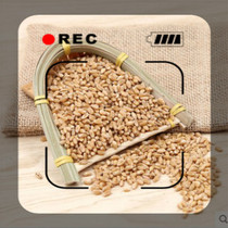 Huaiwheat 500 gr Huaiwheat full grain can stay in soup without impurities without adding wheat seed of two catties