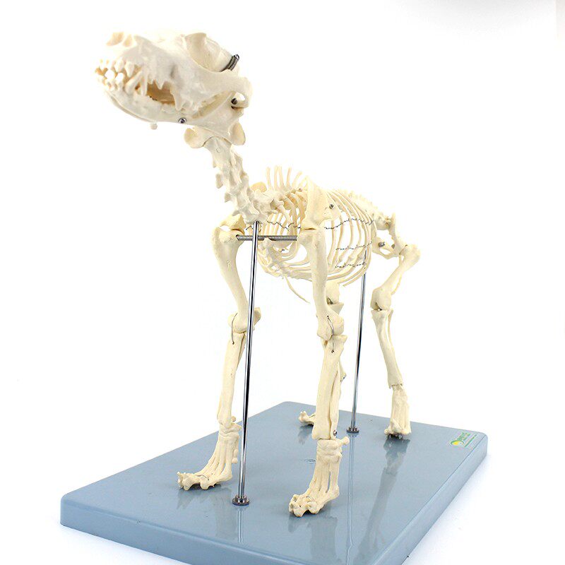 ENOVO颐诺犬全身骨骼解剖结构狗骨头脊柱关节骨盆标本宠物高职畜