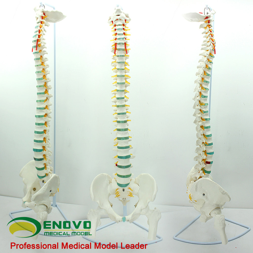 ENOVO颐诺医学人体脊柱模型 脊椎骨盆颈椎胸椎腰椎整骨科骨骼模型