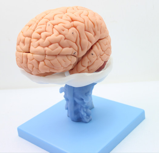 ENOVO医学人体大脑解剖模型脑干脑室间脑小脑模型神经科系统模型