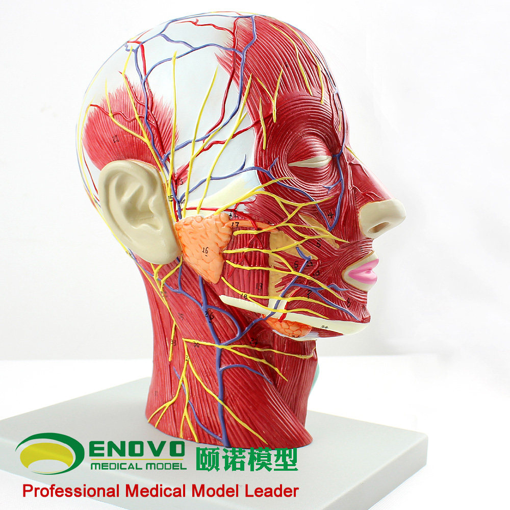 ENOVO颐诺医学人体头面部解剖脑血管神经模型 美容整形手术教学大