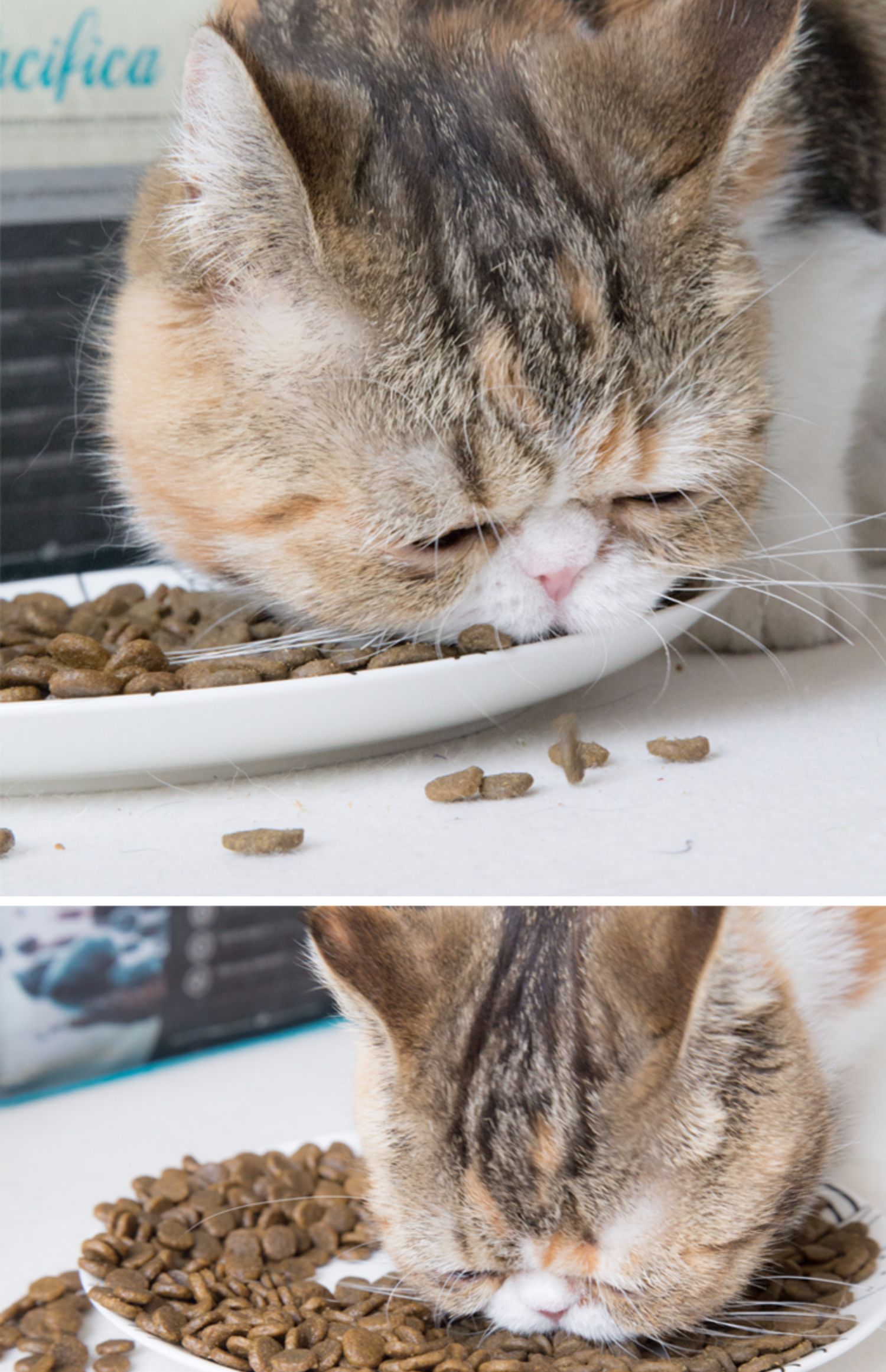 Renke Pet Canada ACANA thích ăn cá gà cá biển mà không có thức ăn nguyên hạt cho mèo 12 lbs 5,4kg - Cat Staples hạt cho mèo con 2 tháng tuổi
