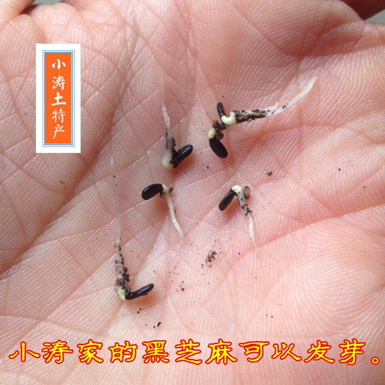 25年必买黑芝麻生油麻|河南驻马店特产500g无染色免洗饱满-好物推荐-淘宝好物网