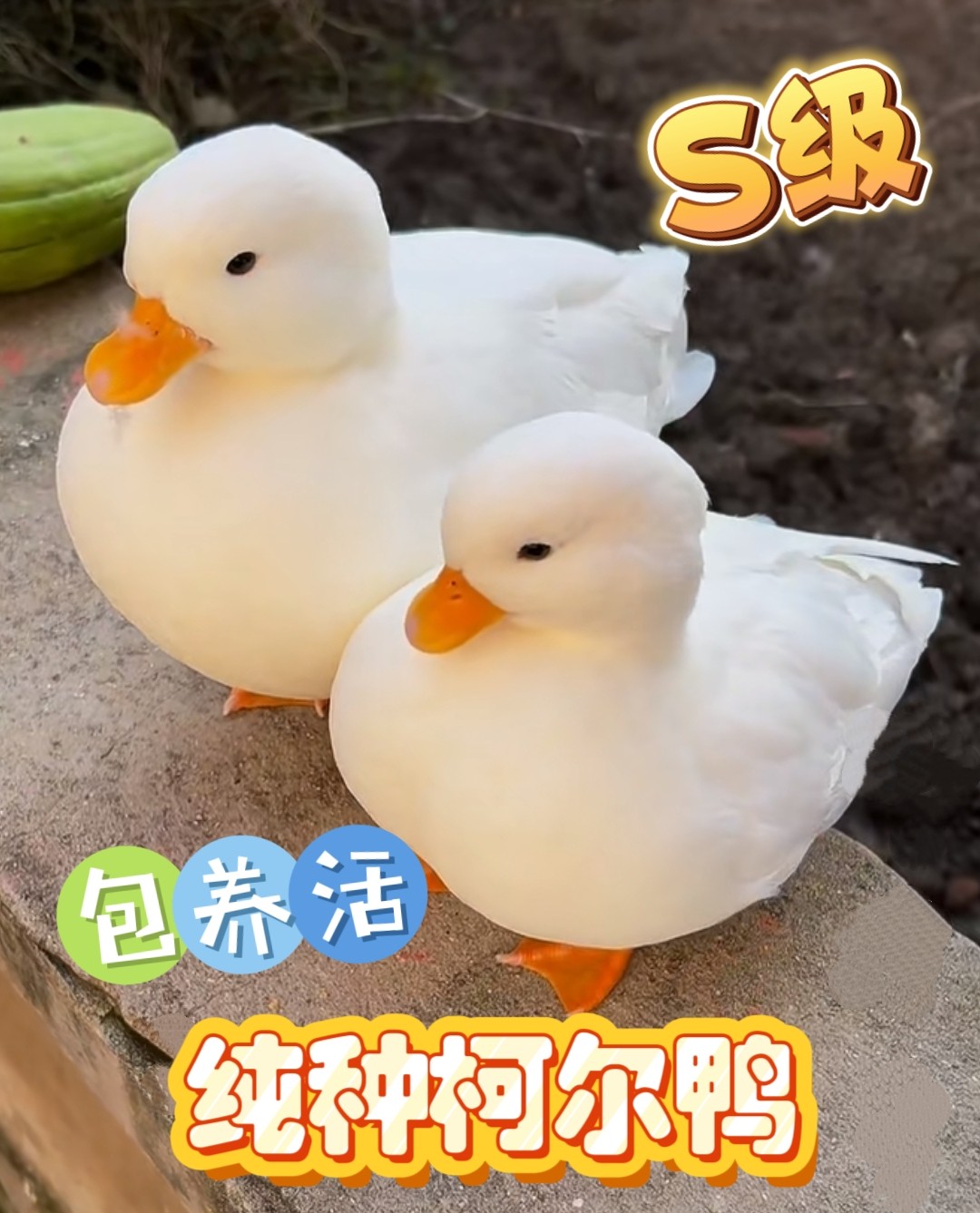 纯正柯尔鸭养殖户直销