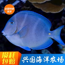 Purple Blue Pendant Seawater Fish Living Spectator Fish Purple Inverted sea cylinder Except algae Atlantic Blue Pendant Opening Express Package Live