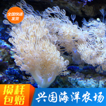 Flash thousand hands sea coral White ghost claw Australia Japan Fiji Caribbean live coral express package live