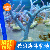 Blue Long Blue Long Branches Coral South China Sea West Sand SPS Broken Branches Seawater Fish Tank Living Bio Deer Horns Purple Long Green Long