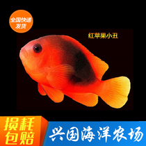 Red Apple Clown Fish Artificial Indian Ocean Red Clown Seawater Ornamental Fish Pets Living with Express Package Live