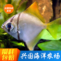 Yellow Flags Pomfret Silver Large Eyed Pomfret Marine Fish Yellow Fin Pomfret Coral snarcine Fairy Fish Ding Water Express Group Tours Artificial Openings