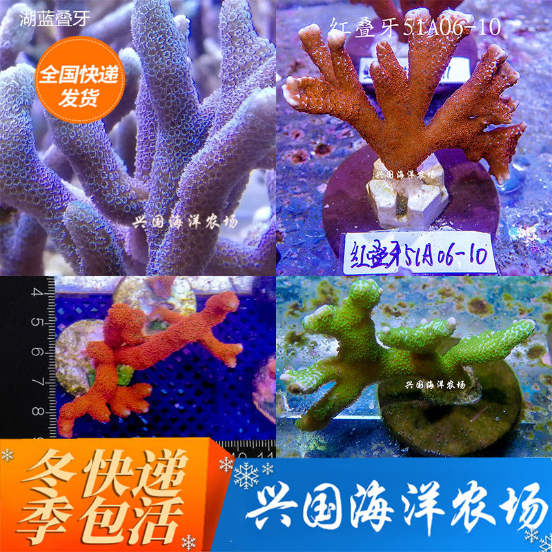 Purple Stack Tooth Green Laminated Tooth Solomon Red Laminated Tooth Coral Lake Blue Laminated Tooth Sunset Laminated Vases SPS Seawater Living Body