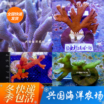 Purple Stack Tooth Green Laminated Tooth Solomon Red Laminated Tooth Coral Lake Blue Laminated Tooth Sunset Laminated Vases SPS Seawater Living Body