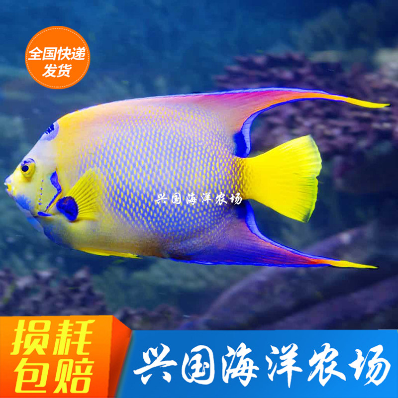 Queen God Fairy Seawater Fish Living Basket Ring Too Queen Queen God Fairy young fish imported Sea-cylinder ornamental fish express package live