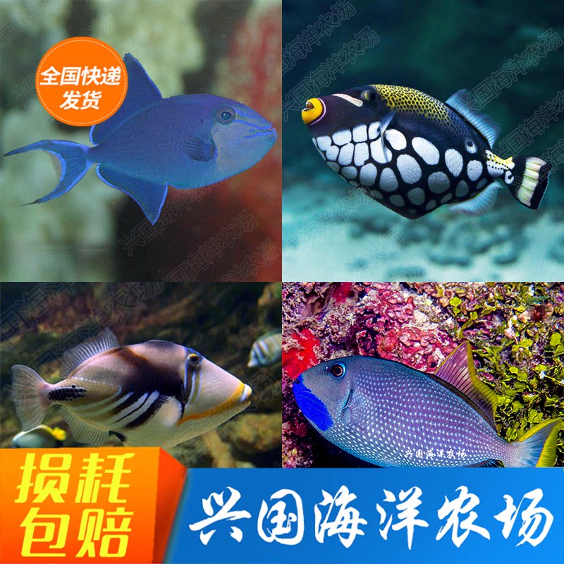 揭秘海洋中的“魔鬼”鸳鸯炮弹，小丑鱼的“蓝面”守护者？-鱼-淘宝好物网
