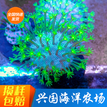 Three green leather long beard leather two green flower ring green shall pet water family Xingguo Sea artificial coral sea water fish