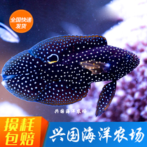 Seven New Years Fish Comet Spotted Clown Dragon Fish Longs Fish Live Sea Water Ornamental Fish Pets Foster Express Package Live