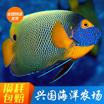 Blue Noodle God Fairy Living Sea Fish Large God Fairy Fish Emperor God Fairy Sea Cylinder Ornamental Pet Fish Express Package Live