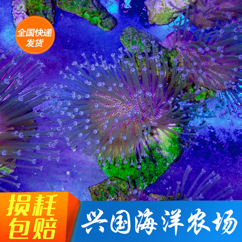 Artificial green shall be leather long suede leather coral Ergreen flower ring leather green shall leather three green leather new hands